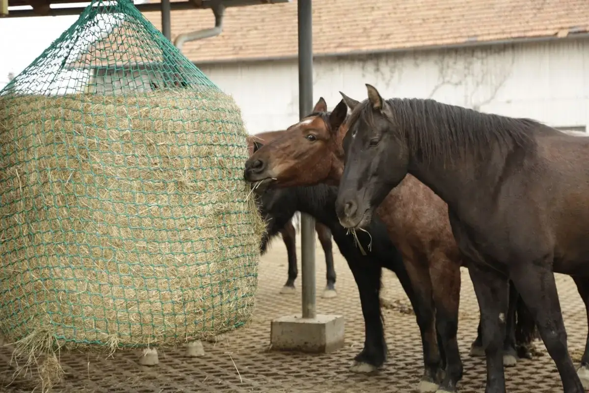 Konie jedzą siano z zielonej siatki. Ciekawe, ile waży balot siana, który tak chętnie konsumują.