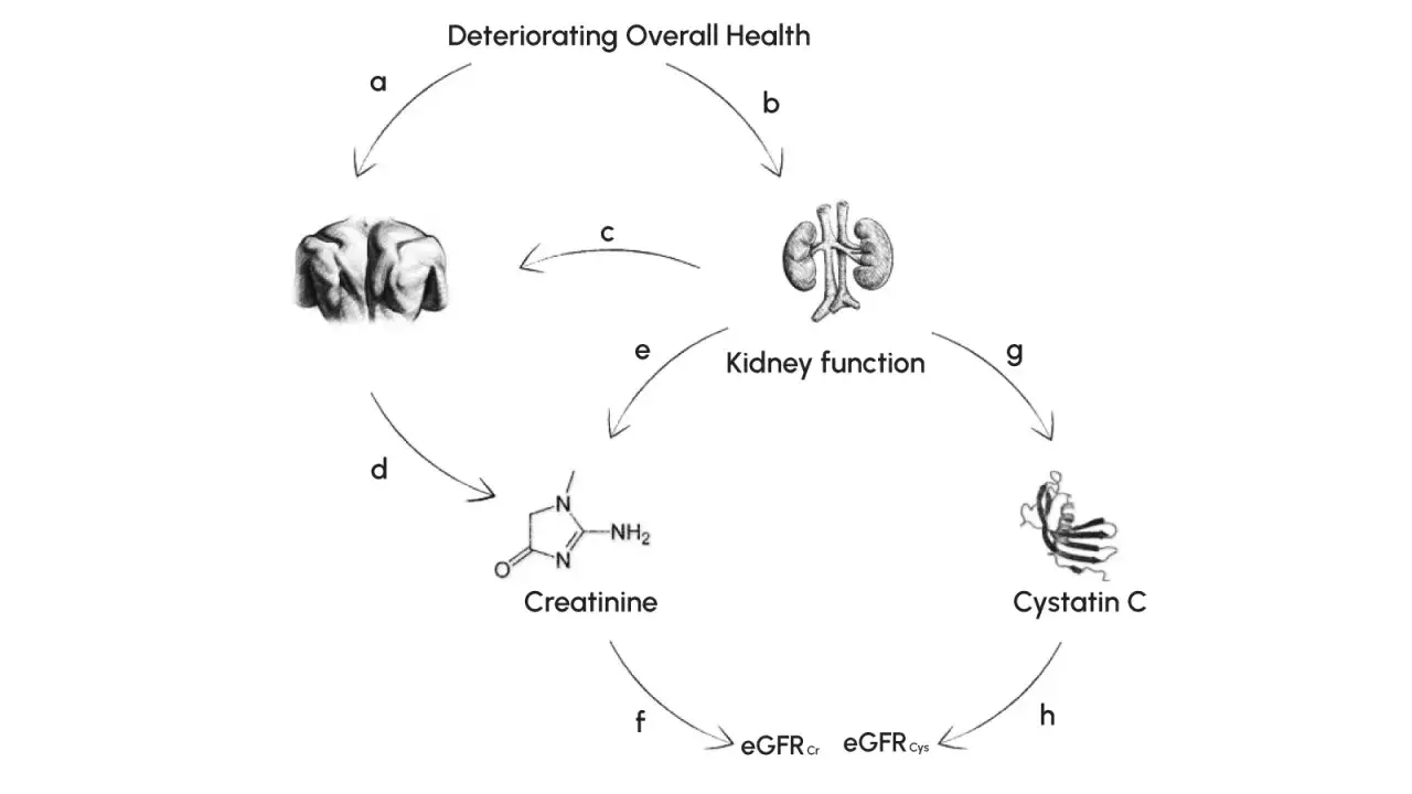 Diagramm zeigt, wie sich verschlechternde Gesundheit auf die Nierenfunktion auswirkt, was zu Ver&auml;nderungen bei Kreatinin und Cystatin C f&uuml;hrt, die zur eGFR-Berechnung verwendet werden.