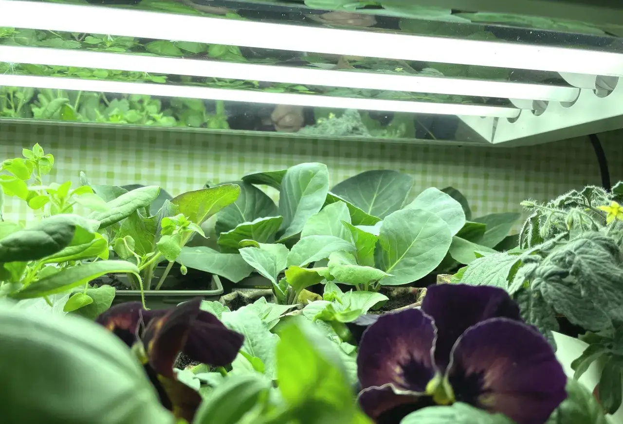 Småplantor av kål, tomater och penséer växer under en växtlampa, som ett litet solsystem för grönsaker.