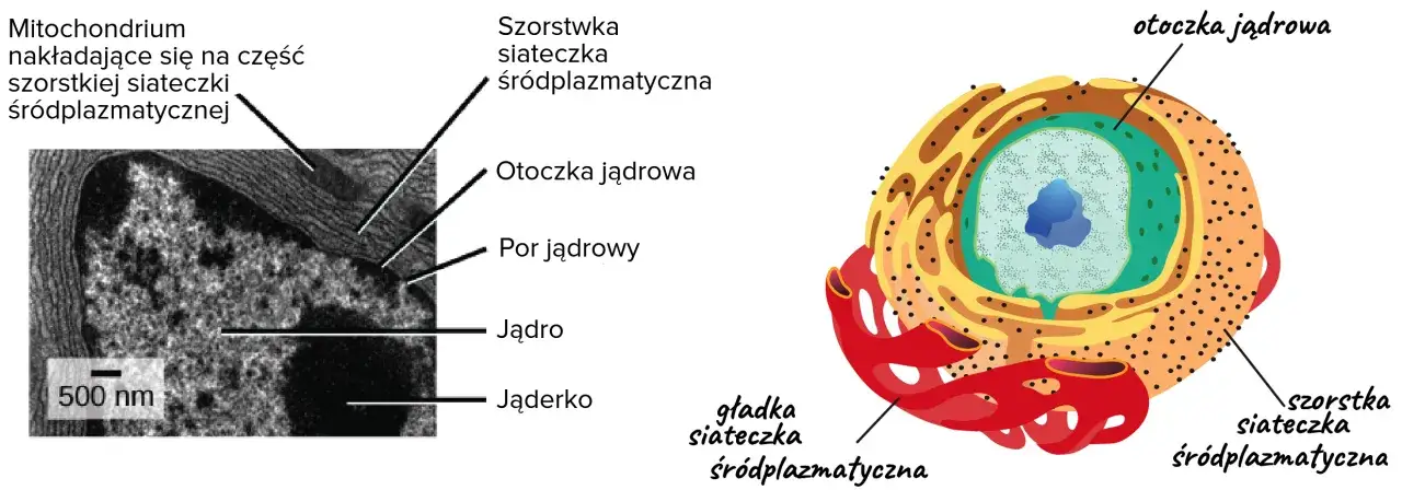 Mitochondrium przylega do szorstkiej siateczki śródplazmatycznej, która otacza jądro komórkowe.