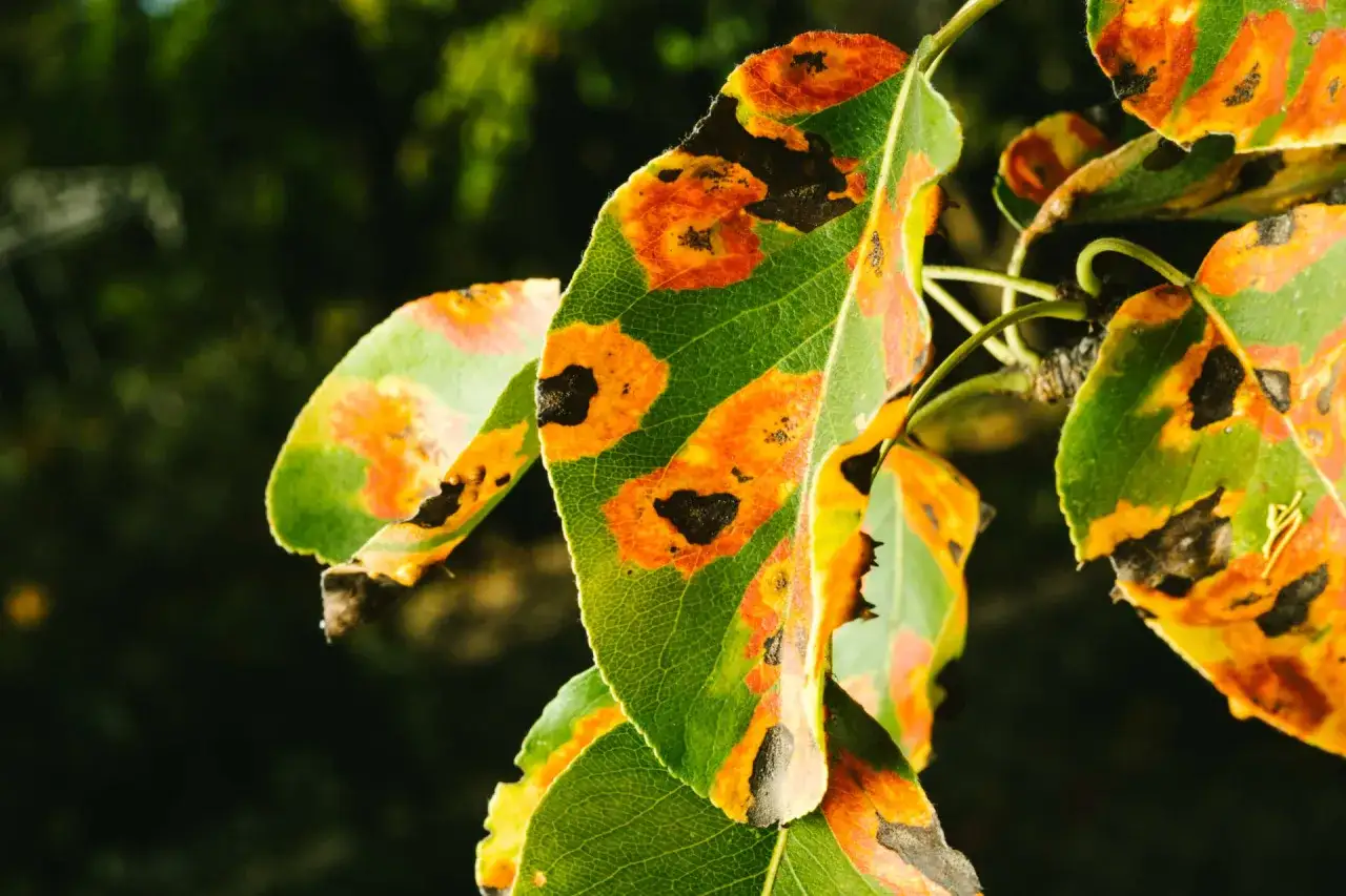 Apfelbaum-krankheiten Bilder: Blätter mit orange-braunen Flecken und schwarzen Pusteln, Anzeichen von Rost.