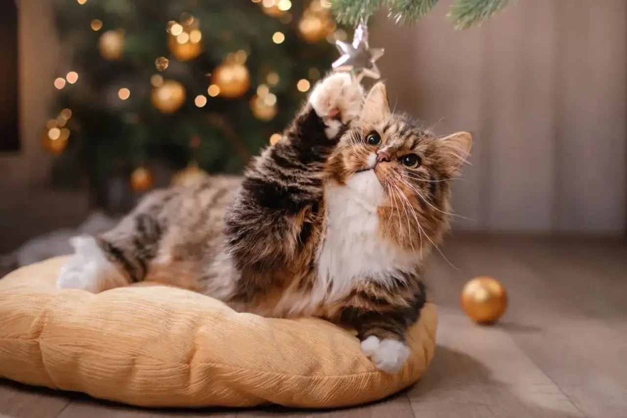 Puszysty kot bawi się ozdobą na choince, kt&oacute;ra błyszczy w tle.