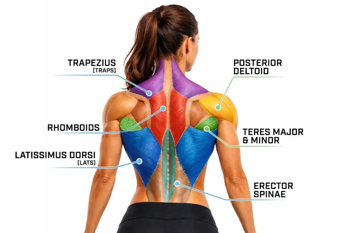 Anatomia dei muscoli schiena: trapezio, romboidi, dorsali, deltoidi, teres major/minor, erettori spinali.