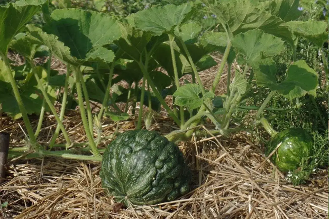 Zucche verdi crescono rigogliose su un letto di paglia, segno che il concime per zucche ha fatto il suo dovere.