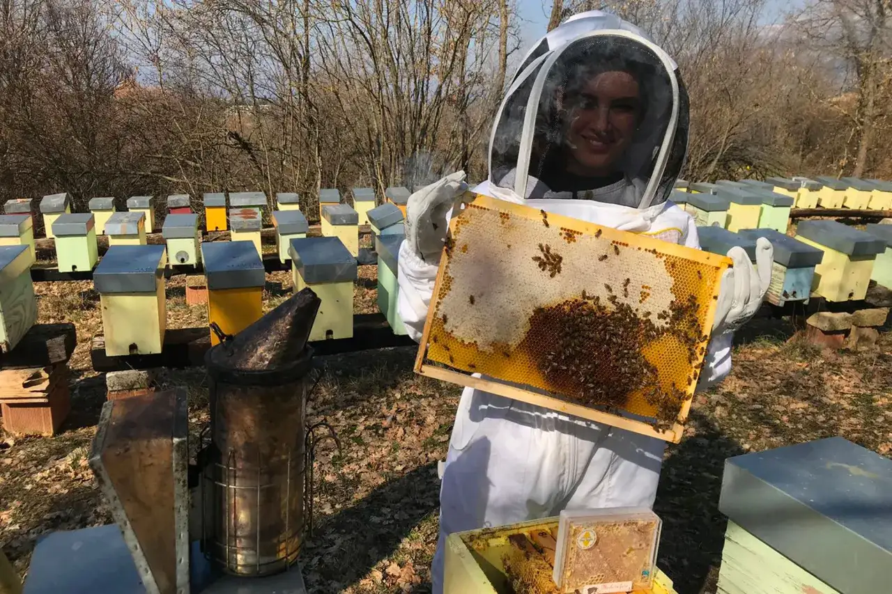 Apicoltore mostra un favo, spiegando cos'&egrave; la propoli delle api, un prezioso prodotto dell'alveare.