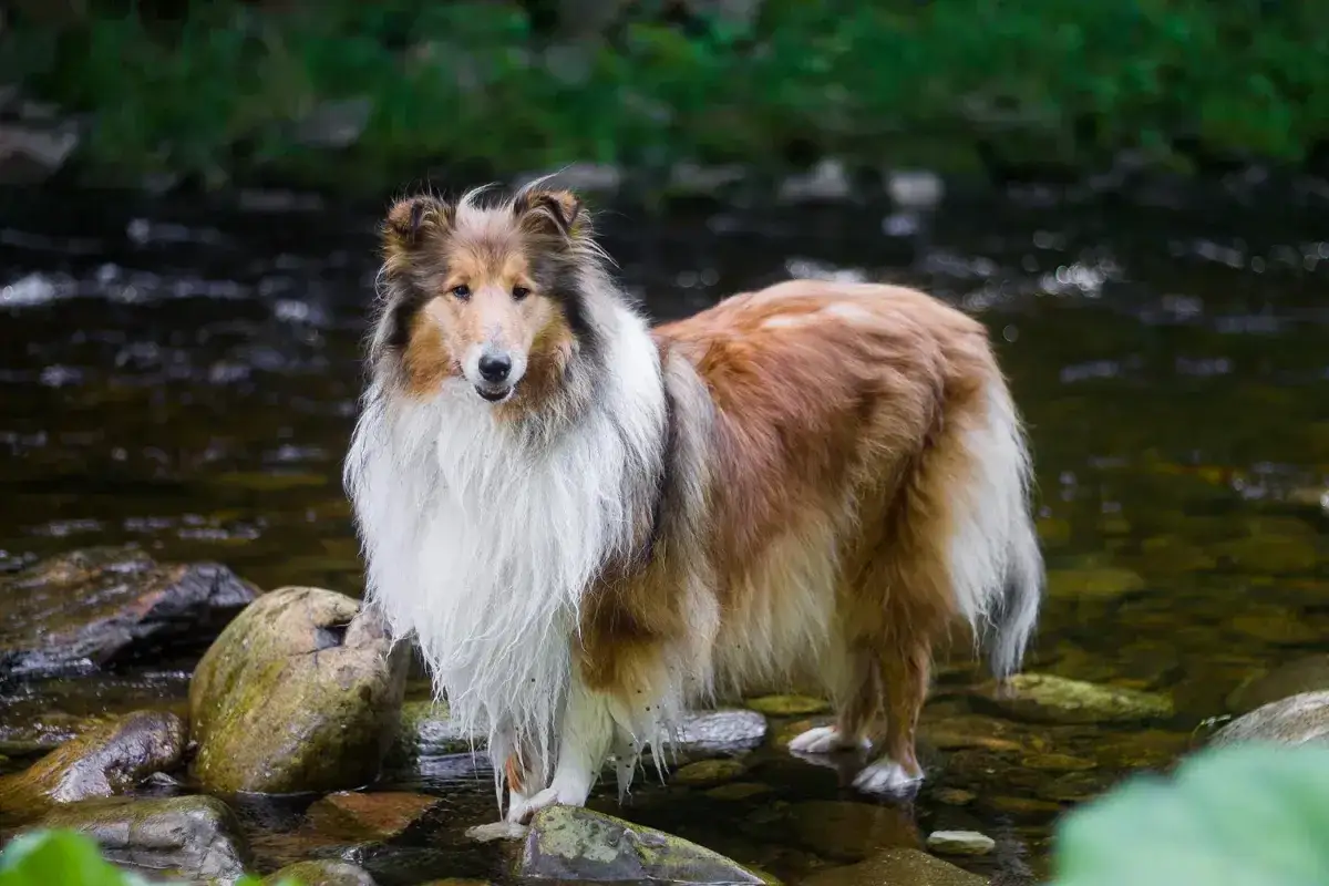 Piękny owczarek collie stoi w płytkiej, kamienistej rzece, jego długa, rudawa sierść lśni w wodzie.