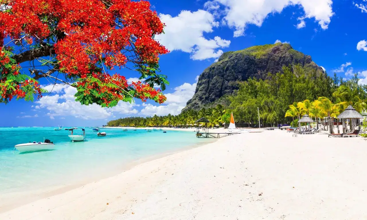 Rajskie plaże Mauritiusa: biały piasek, turkusowa woda, łodzie i góra Le Morne. Kwitnące drzewo dodaje koloru.