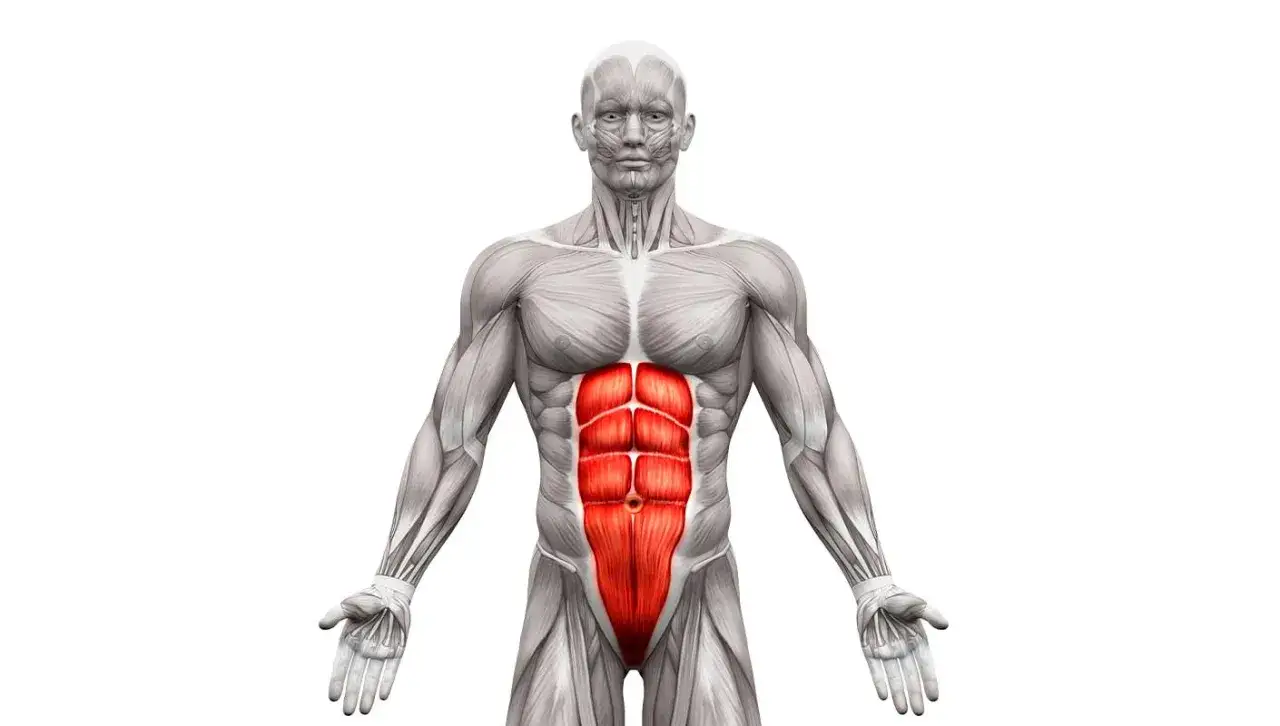 Anatomie d'un torse masculin, muscles abdominaux rouges mis en évidence. Peut illustrer les symptômes de déchirure abdominale.