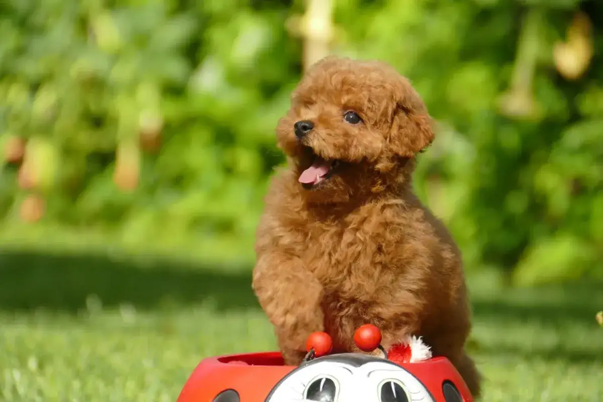 Un adorable perro pequeño, un cachorro de caniche color caramelo, se sienta en un juguete con forma de mariquita en el césped verde.
