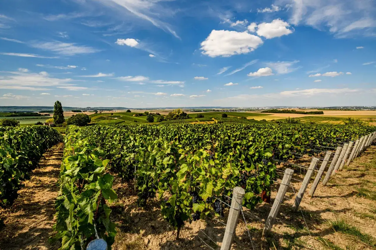 Vigneti rigogliosi si estendono sulle dolci colline delle Montagne de Reims, sotto un cielo azzurro punteggiato di nuvole bianche.