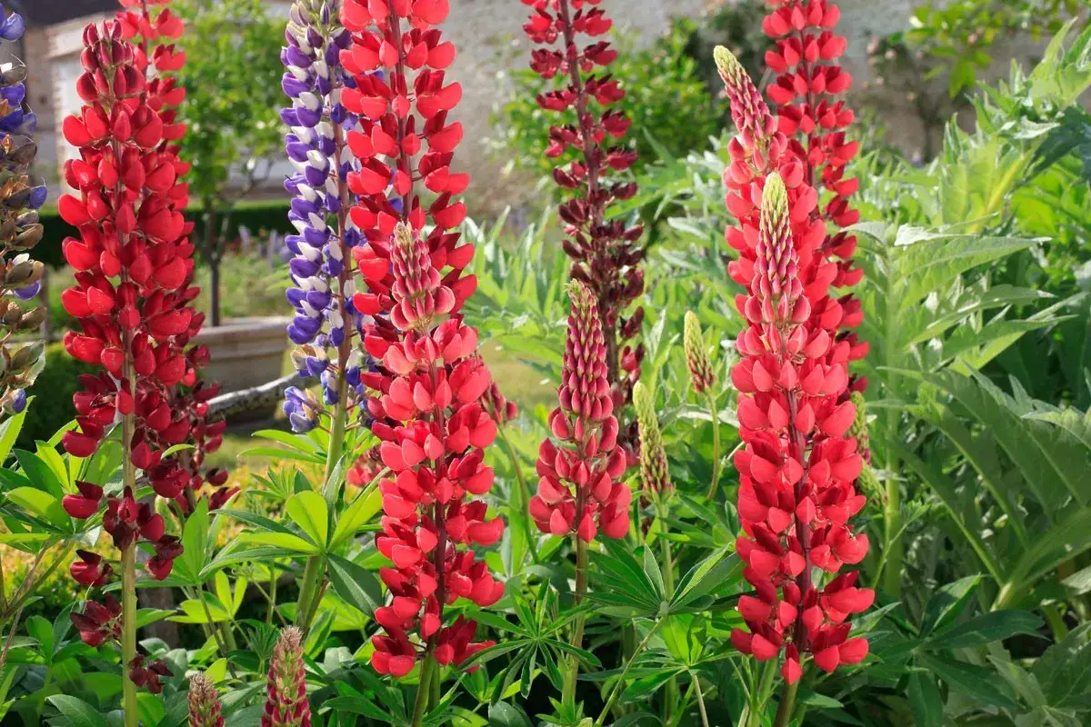 Des &eacute;pis de lupins fleurs rouges et violets s'&eacute;l&egrave;vent dans un jardin verdoyant, sous un ciel ensoleill&eacute;.