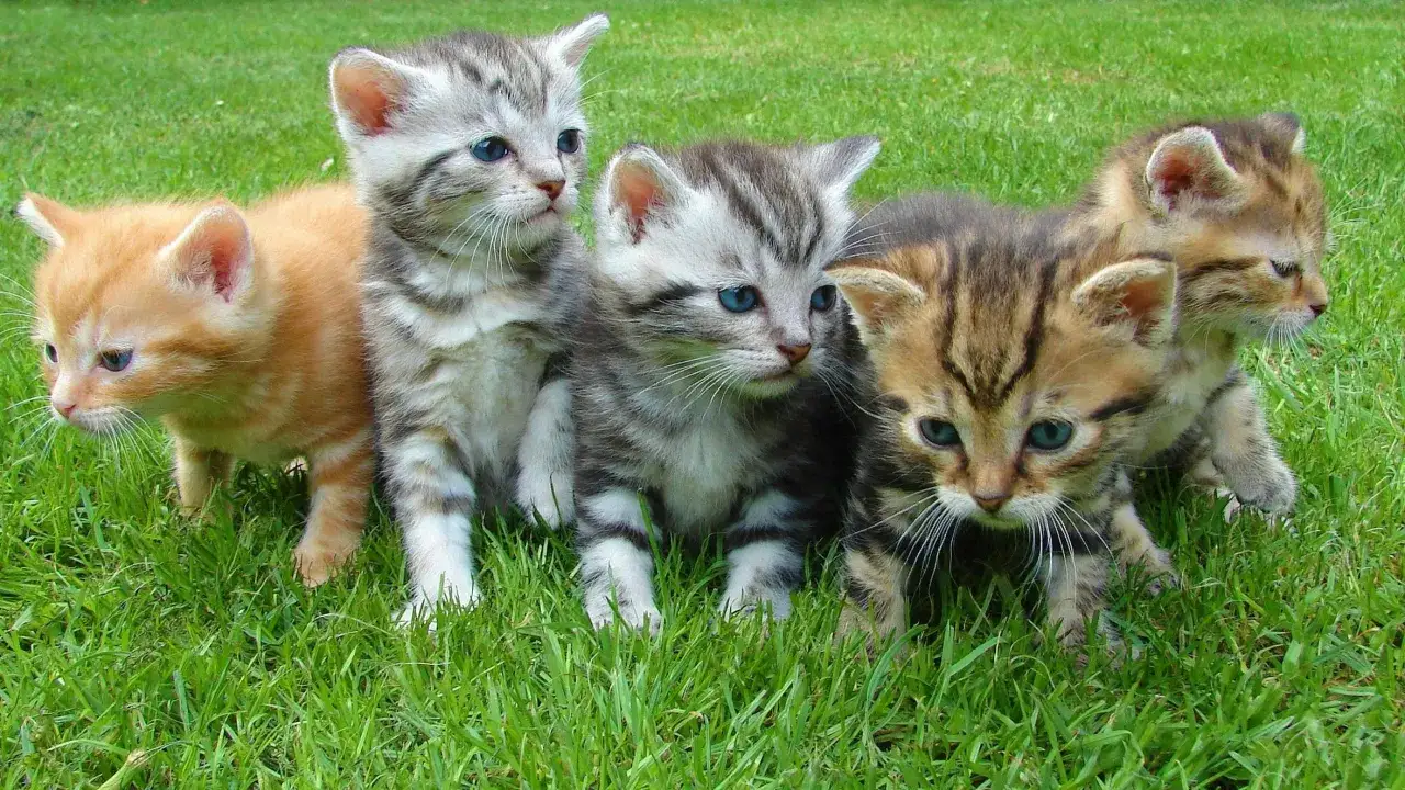 Cinco gatitos juguetones en la hierba. Soñar con muchos gatos significado: abundancia, ternura y nuevos comienzos.