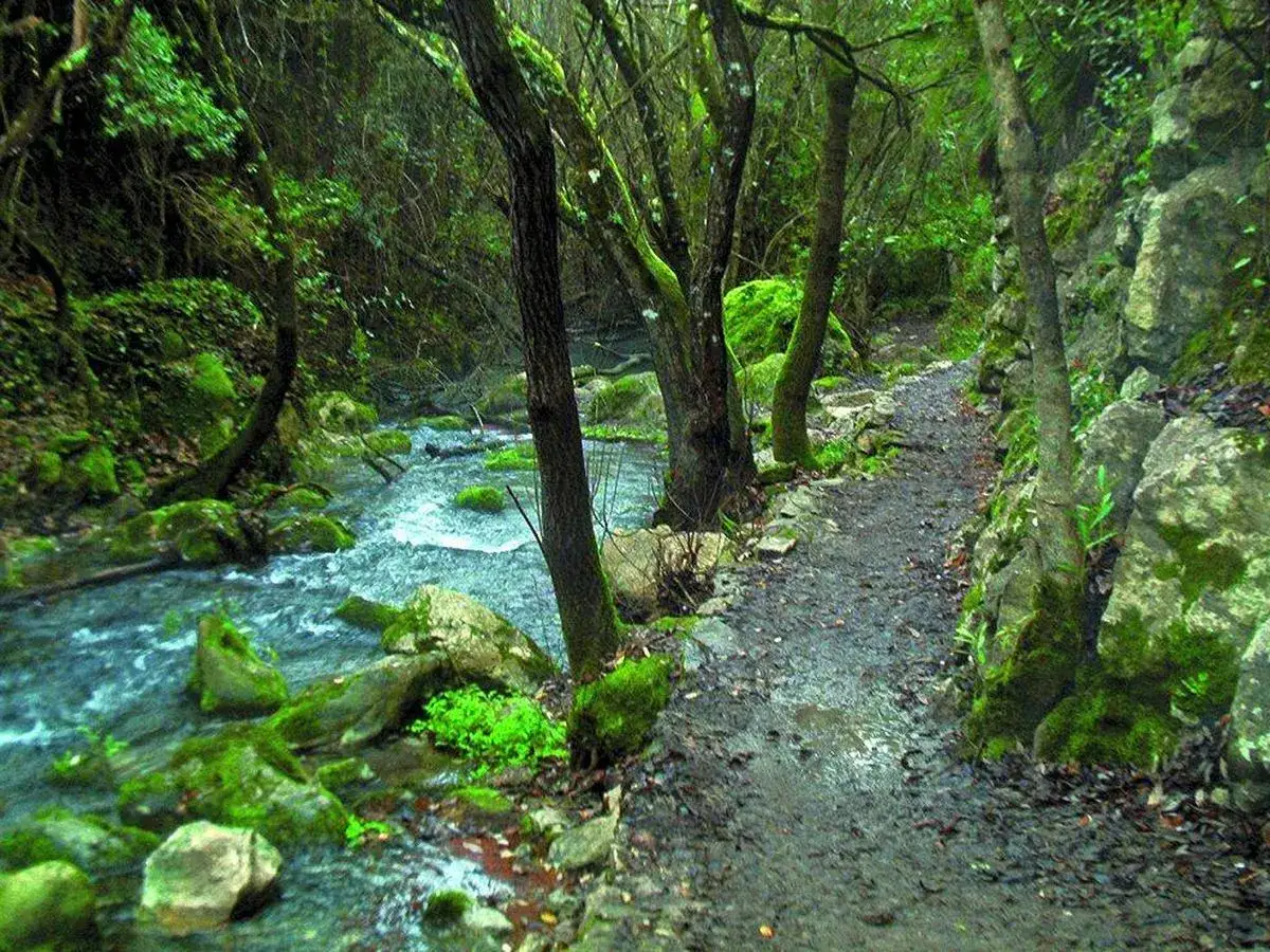 Sendero verde junto a un arroyo en la sierra de Grazalema, ideal para rutas de senderismo.