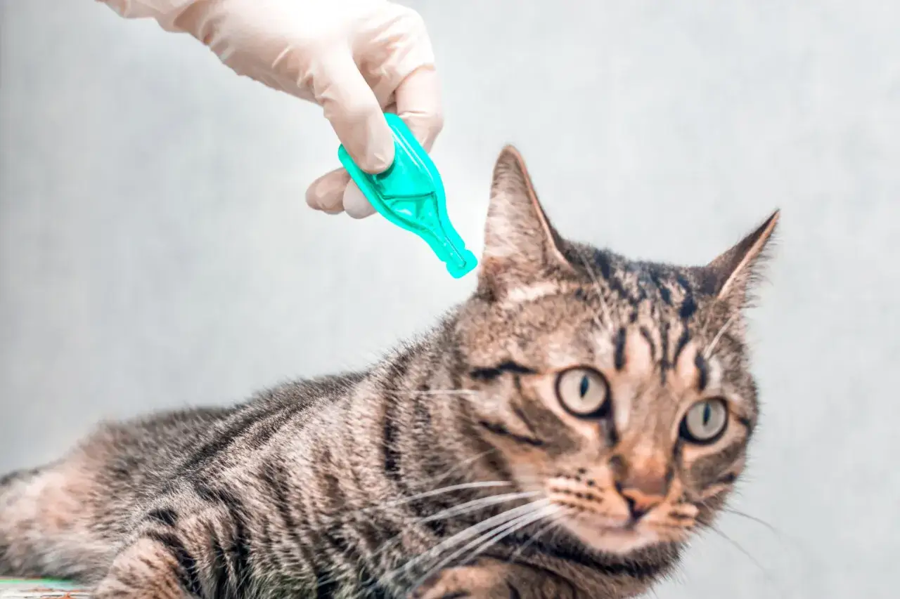 Rękawiczka z pipetką z lekiem na robaki u kota. Objawy pasożytów mogą być różne, ale profilaktyka jest kluczowa.