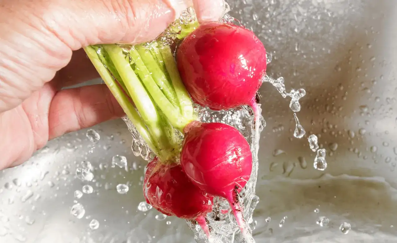 Frische Radieschen werden unter flie&szlig;endem Wasser gewaschen, bereit zur Lagerung.
