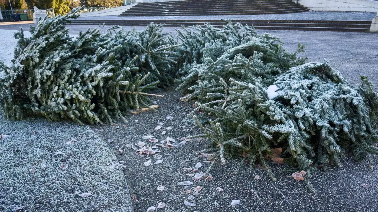 Ein Haufen gefrorener Weihnachtsbäume liegt auf dem Boden. Der knut weihnachtsbaum ist nun bereit für die Entsorgung.