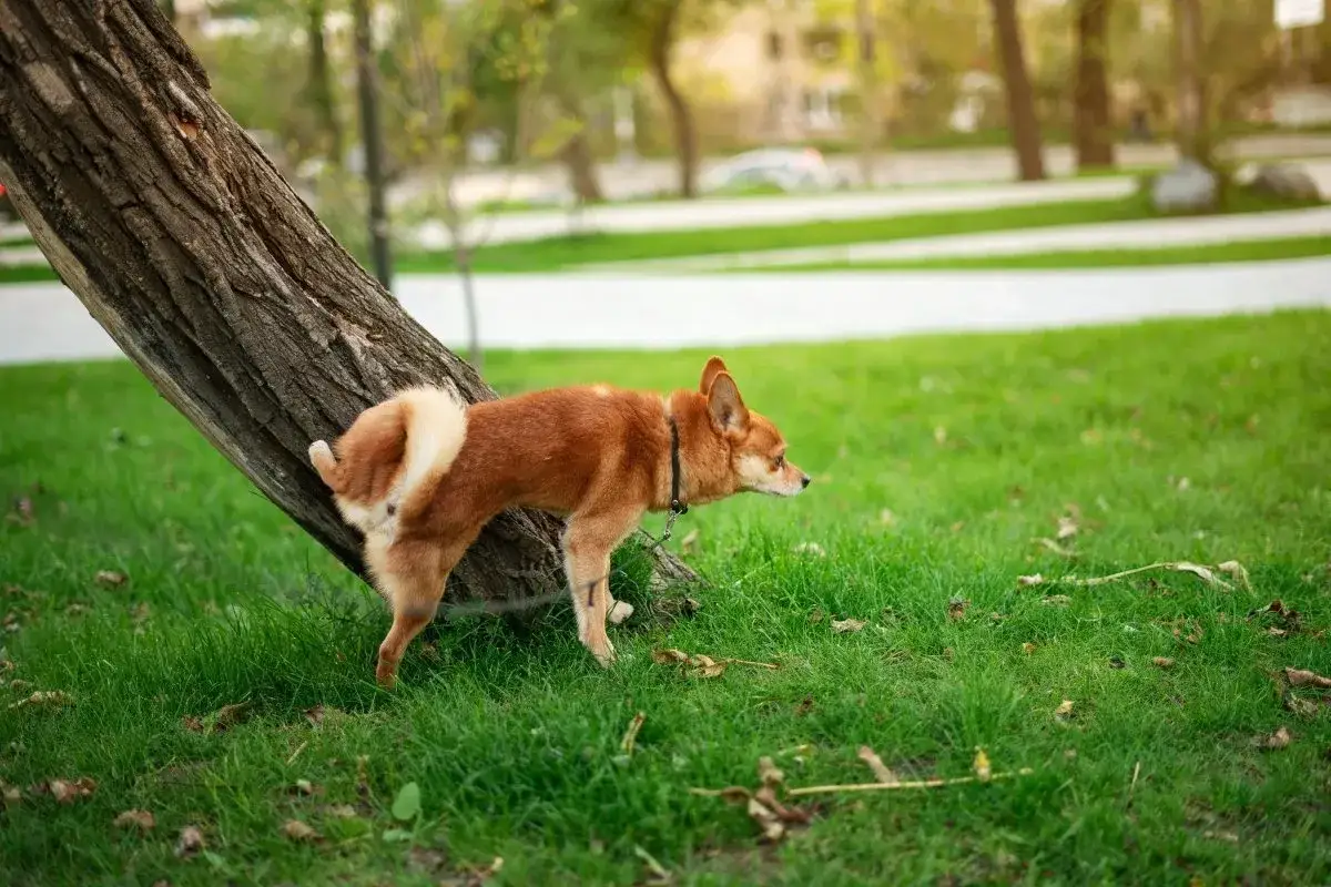 Ein Hund scharrt am Baum, was die Bedeutung von Markierung und Kommunikation in der Hundewelt unterstreicht.