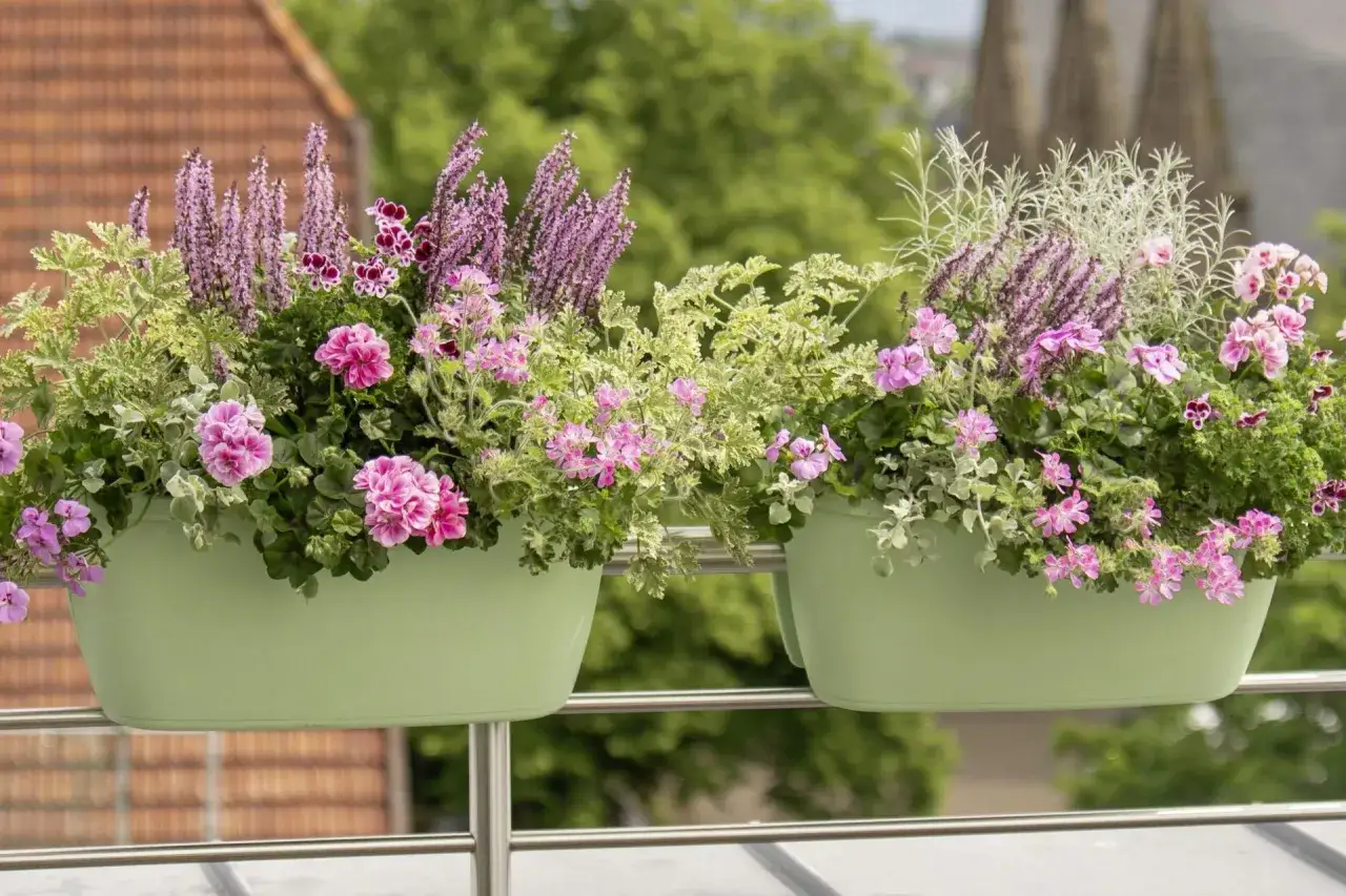 Dwa zielone kwietniki z pelargoniami i fioletowymi kwiatami, tworzące barwne wypełniacze do pelargonii na balustradzie.