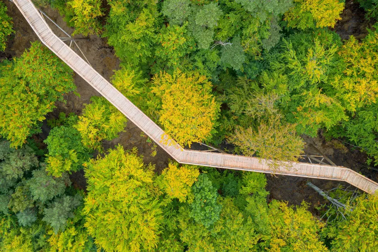 Ein h&ouml;lzerner Baumwipfelpfad schl&auml;ngelt sich durch einen bunten Herbstwald auf Usedom.