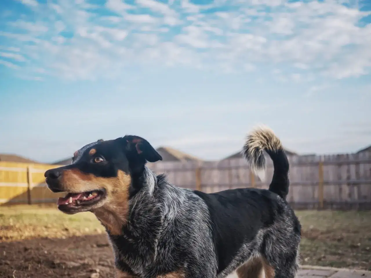 Un perro de pelo corto con pelaje negro, gris y marrón, con la boca abierta y la cola en alto, mira hacia la izquierda en un patio trasero.