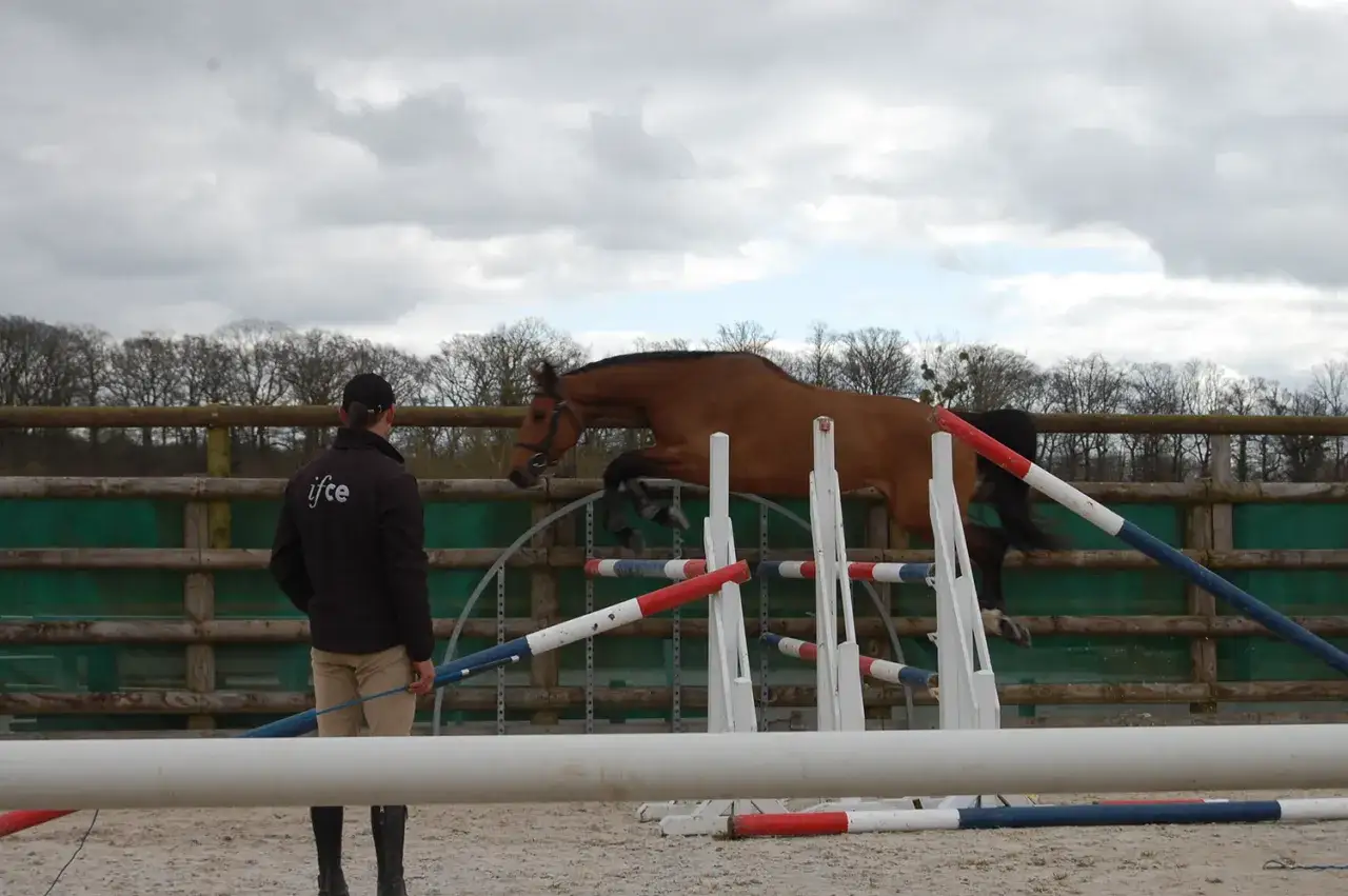 Un homme observe un cheval brun sauter un obstacle, dans le cadre d'un élevage de poney de sport.