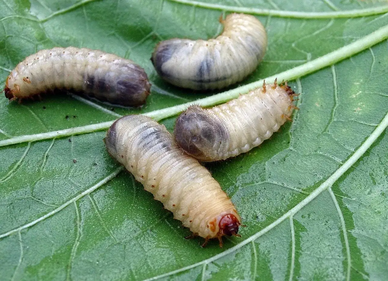 Vier Engerlinge auf einem gr&uuml;nen Blatt. Man kann die Unterschiede zwischen den Engerlingen gut erkennen.