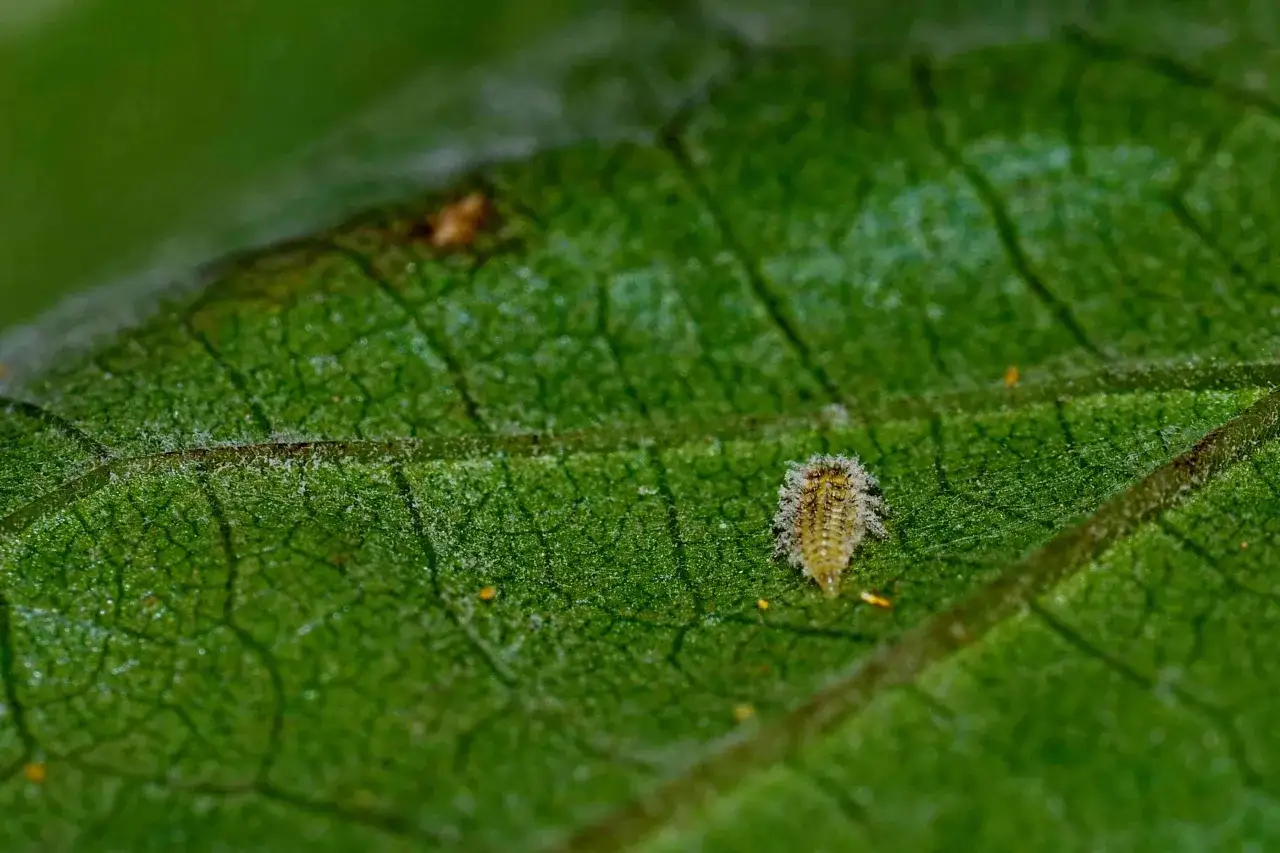 Larva di coccinella su foglia verde, un alleato per sapere come eliminare i vermi dalle piante.