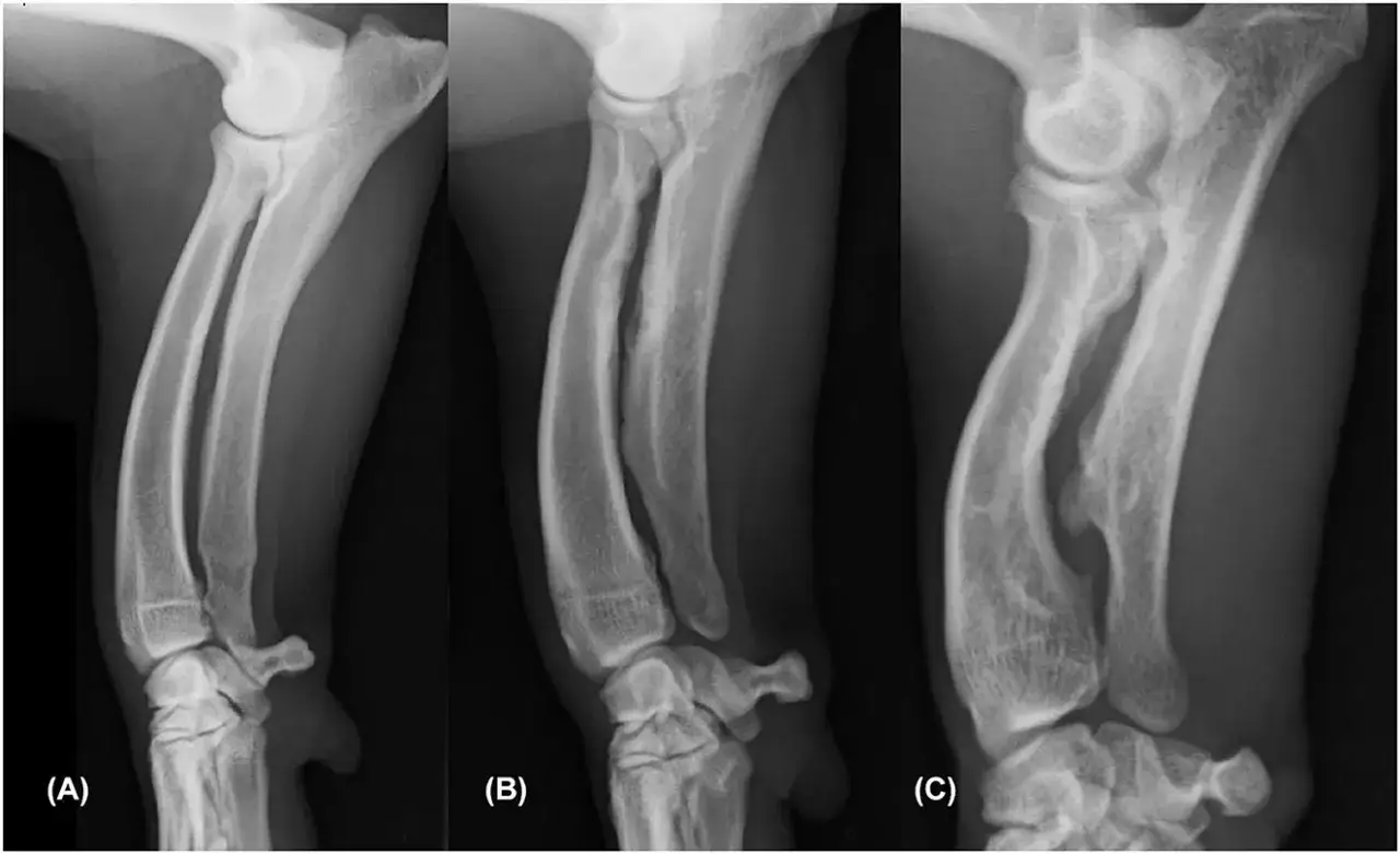 Radiografías de las patas delanteras de perros mostrando la progresión de la deformación ósea.