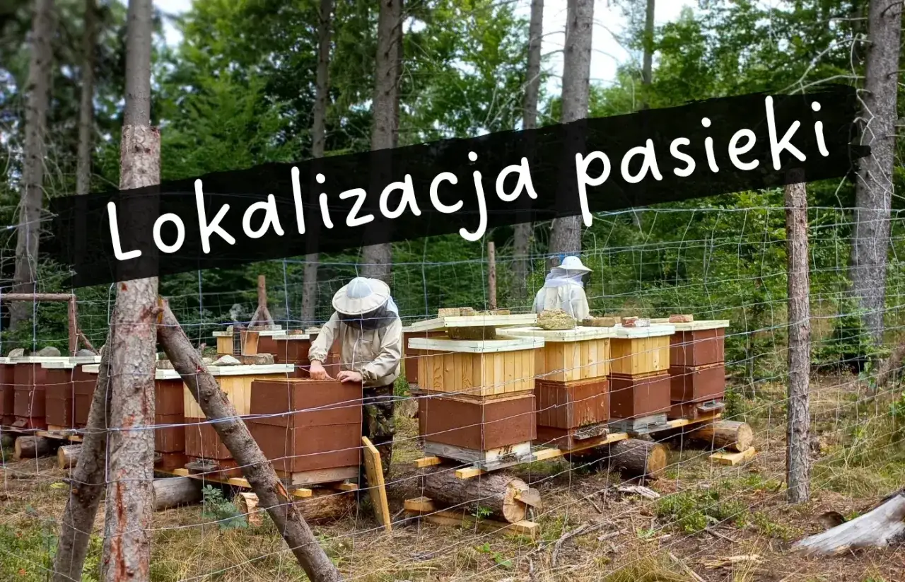 Ustawianie uli w lesie. Lokalizacja pasieki pod drzewami, gdzie pszczelarze w strojach pracują przy ulach.
