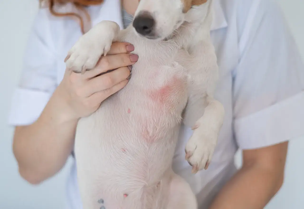 Manos revisan la piel irritada de un cachorro. Si mi perro tiene alergia, ¿qué le puedo dar?