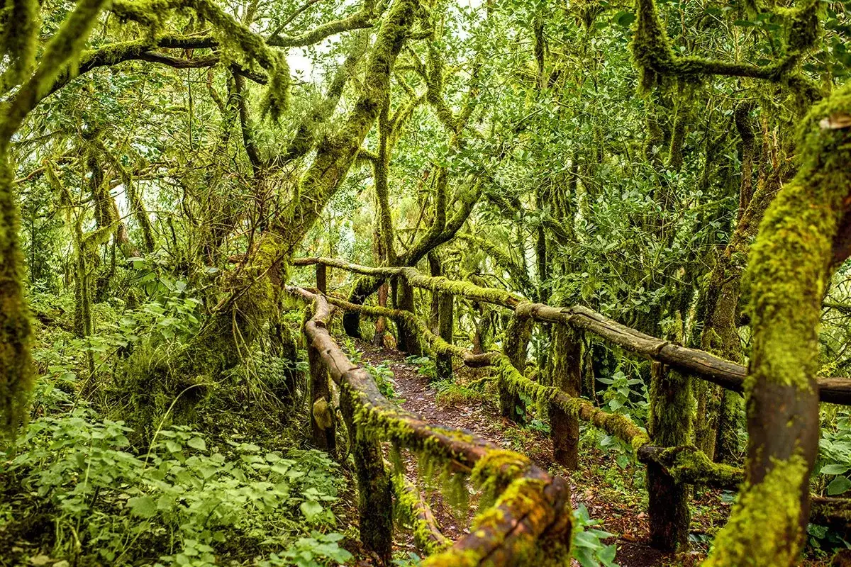 Magiczny las wawrzynolistny na La Gomera, z omszałymi drzewami i kamienistym szlakiem, to jedne z najpiękniejszych atrakcji wyspy.