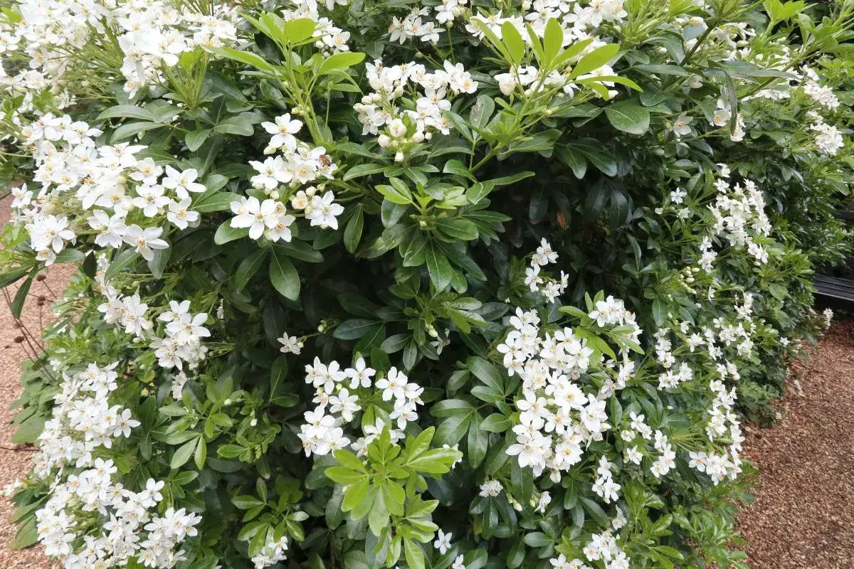 Gros plan sur un oranger du Mexique en pleine floraison, ses grappes de fleurs blanches parfumées contrastant avec son feuillage vert foncé.