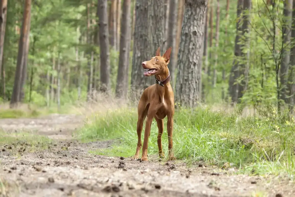 En brun hund med stora &ouml;ron st&aring;r p&aring; en skogsstig. Den ser ut som en av de d&auml;r konstiga hundar som man ser p&aring; film.
