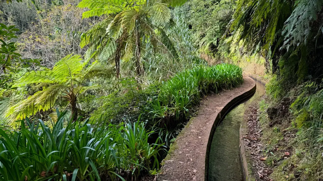 Ein Weg entlang der Levadas auf Madeira, umgeben von &uuml;ppiger Vegetation und Farnen. Das Wasser flie&szlig;t ruhig in dem schmalen Kanal.