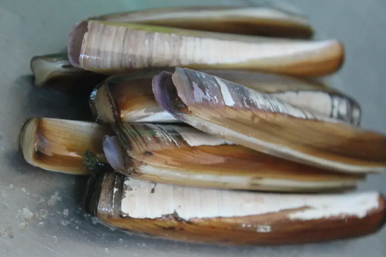 Un montón de navajas de marisco frescas, con sus conchas marrones y blancas, listas para ser preparadas.