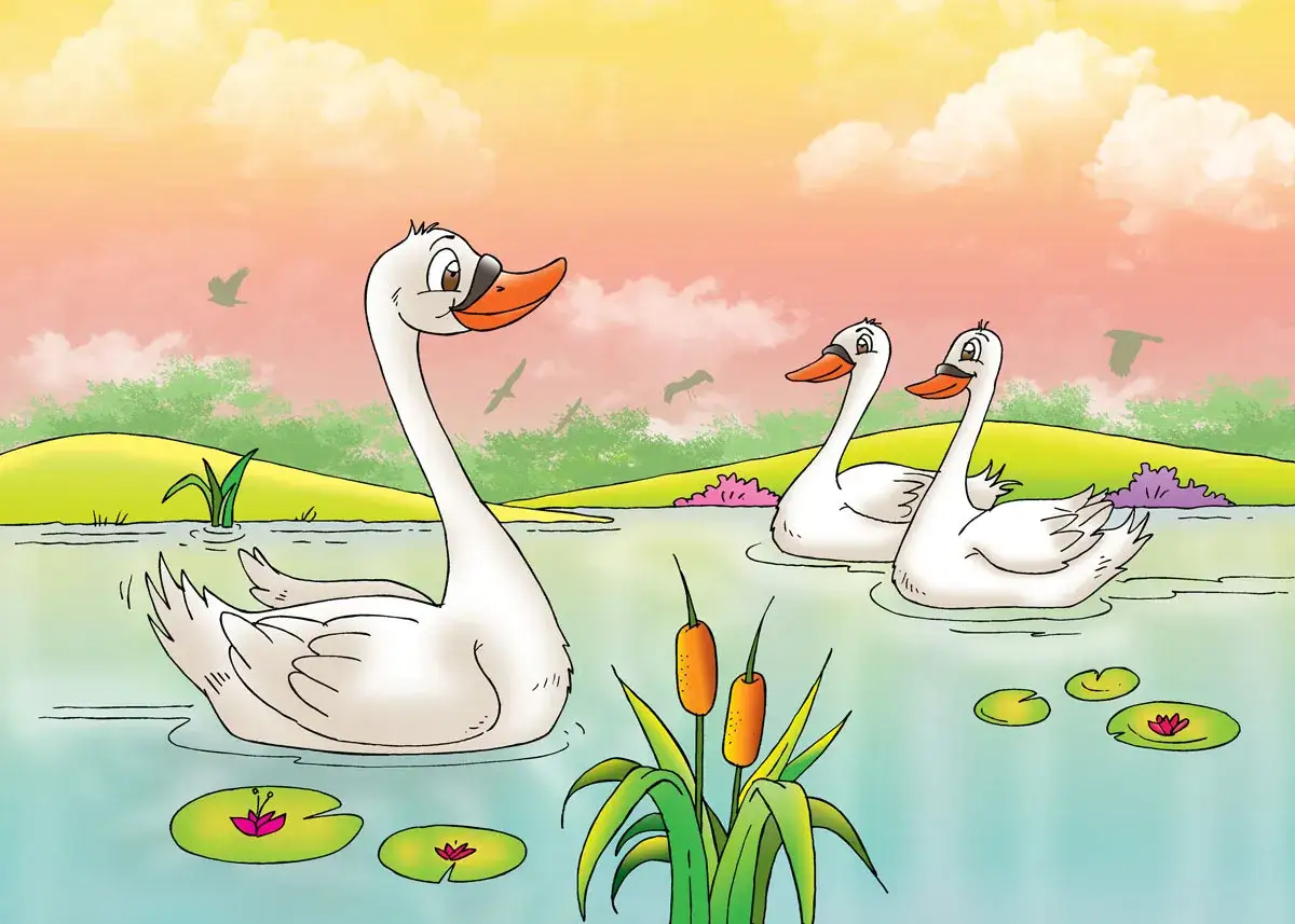 Un cisne solitario, como el patito feo, nada en un estanque con otros cisnes.