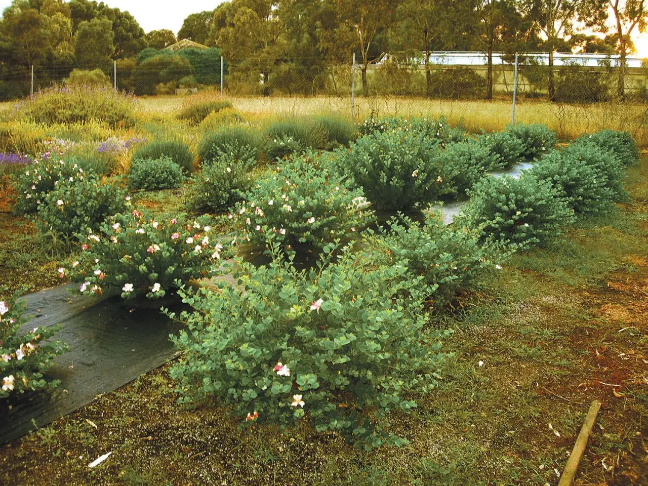 F&auml;lt med buskar som odlas f&ouml;r att odla kapris. Blommorna &auml;r vita och rosa.