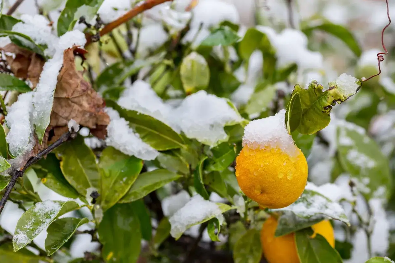 Ein Zitronenbaum im Schnee. Die Fr&uuml;chte und Bl&auml;tter sind mit einer Schneedecke bedeckt. Die richtige orangenbaum pflege ist wichtig, damit die Pflanzen auch im Winter gedeihen.