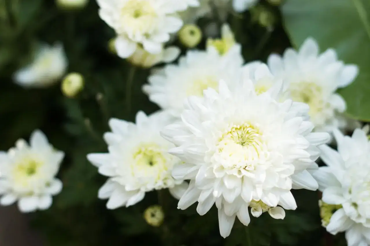 Weiße Chrysanthemen blühen üppig. Die Frage, ob Chrysanthemen winterhart sind, beschäftigt viele Gärtner.