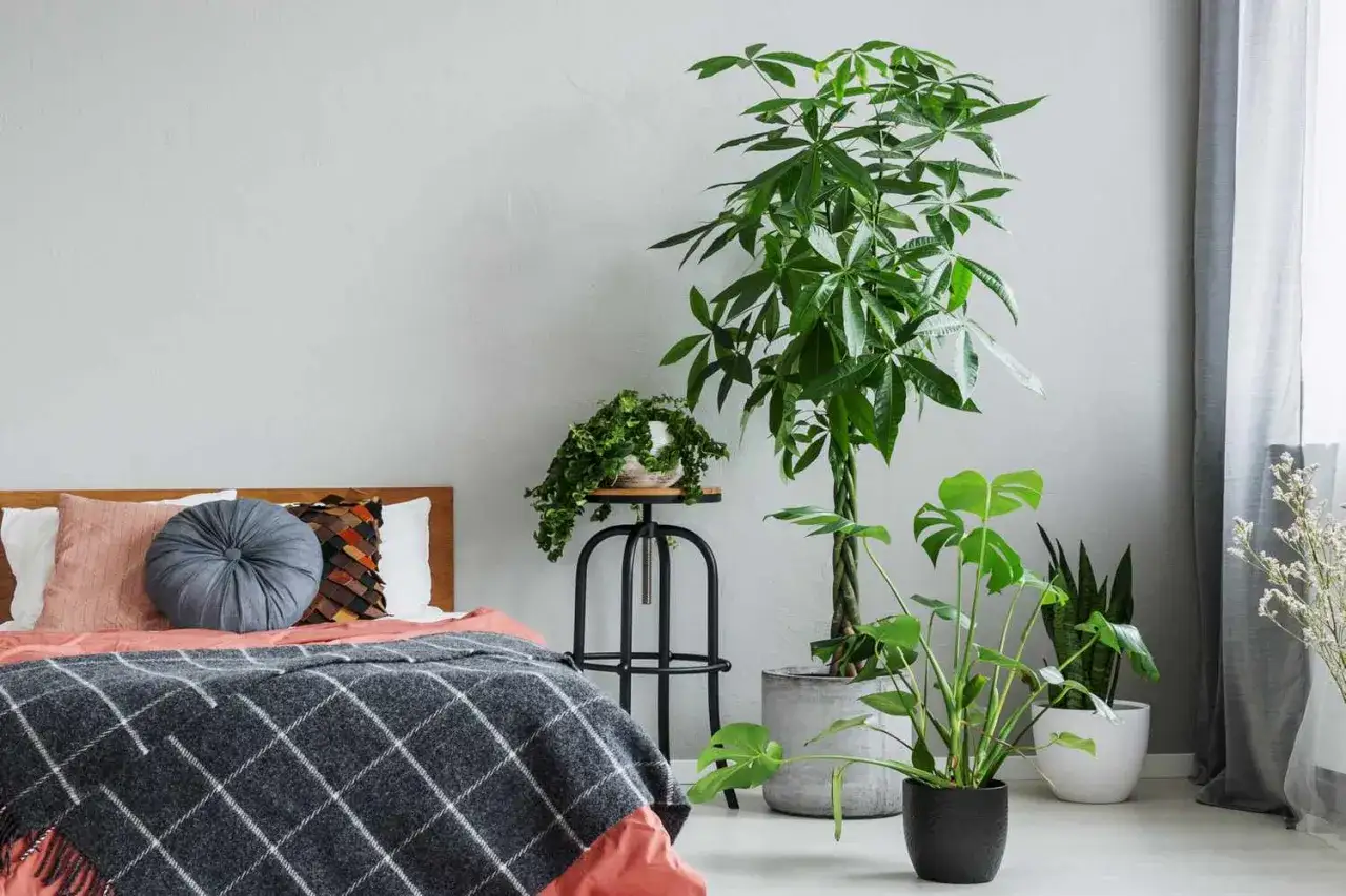 Grünes Paradies im Schlafzimmer: Üppige Pflanzen wie die Glücksfeder und Monstera schaffen eine entspannte Atmosphäre.