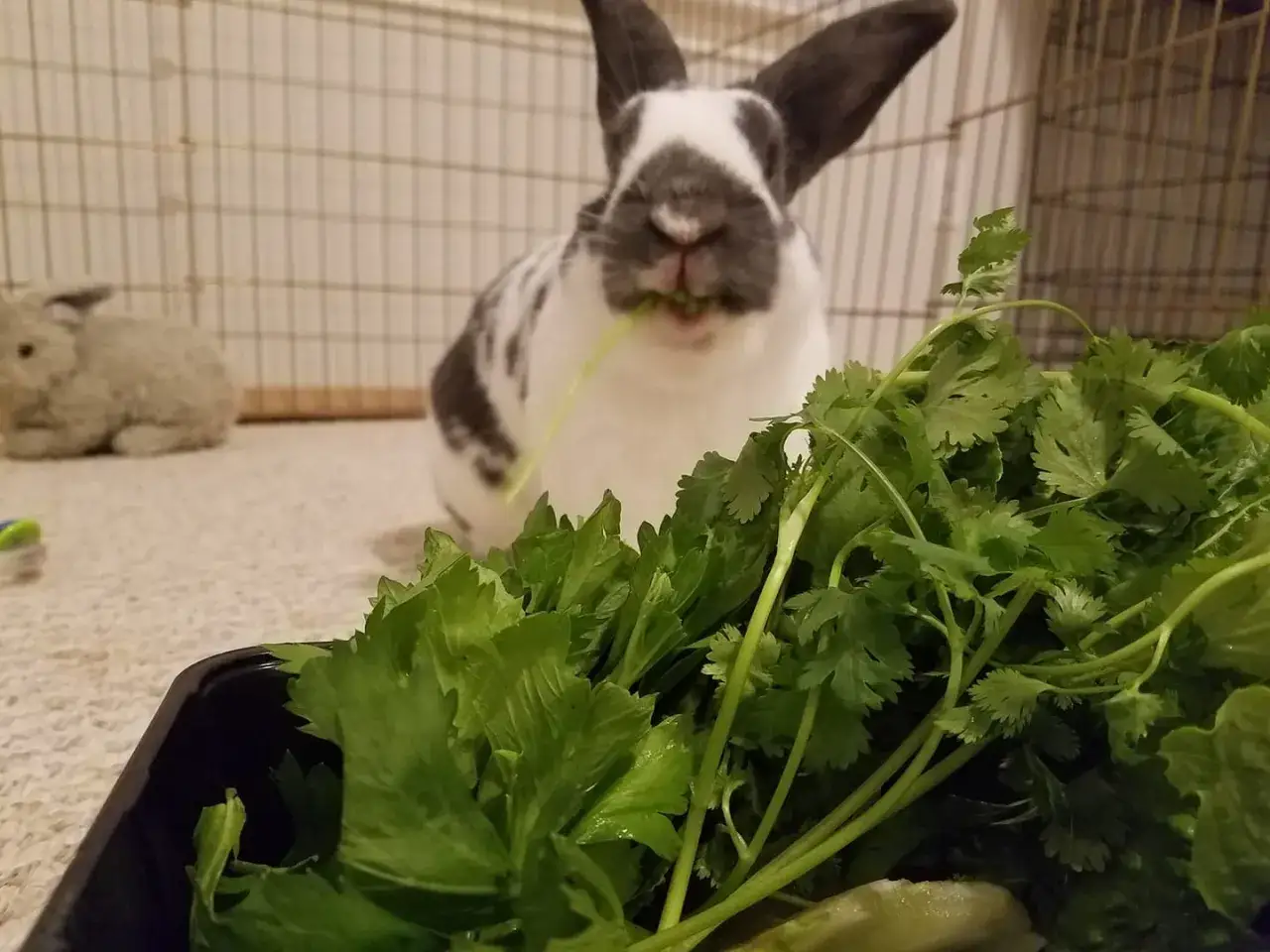 Conejo blanco y negro mordisquea cilantro fresco. &iexcl;Los conejos pueden comer espinacas y otras verduras de hoja verde!