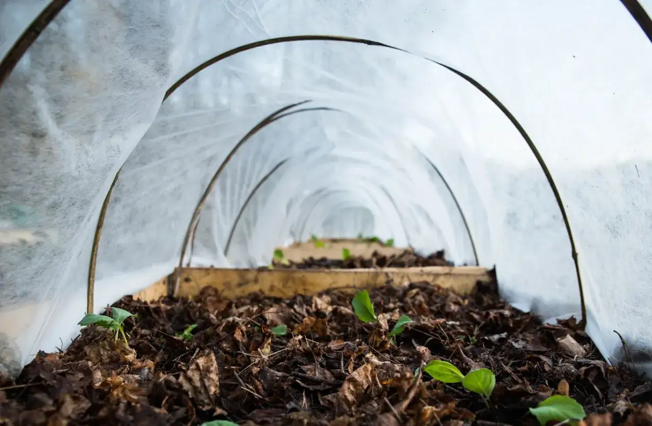 Sm&aring; plantor spirar i den mullrika jorden under en tunnel av fiberduk.