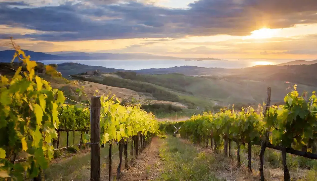 Vigneti al tramonto, con il sole che illumina le foglie dorate del vitigno Sassicaia. Sullo sfondo, colline ondulate e il mare.
