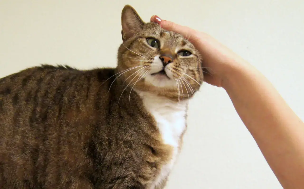 Una mano acaricia suavemente la cabeza de un gato atigrado, demostrando cómo acariciar a un gato.