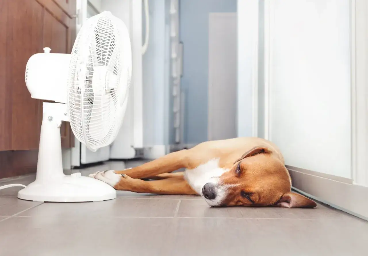 Perro descansando frente a un ventilador, buscando alivio. Si tu perro tiene fiebre, considera cómo bajarla con métodos como este.
