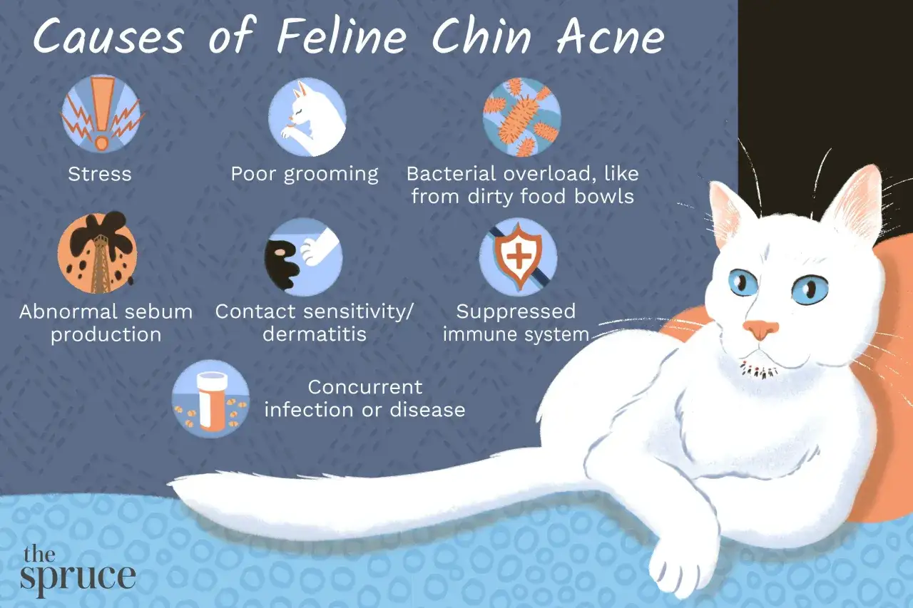 Infograf&iacute;a sobre causas del acn&eacute; felino, incluyendo estr&eacute;s y mala higiene. Si tu gato tiene acn&eacute; felino, un tratamiento casero puede ser &uacute;til.