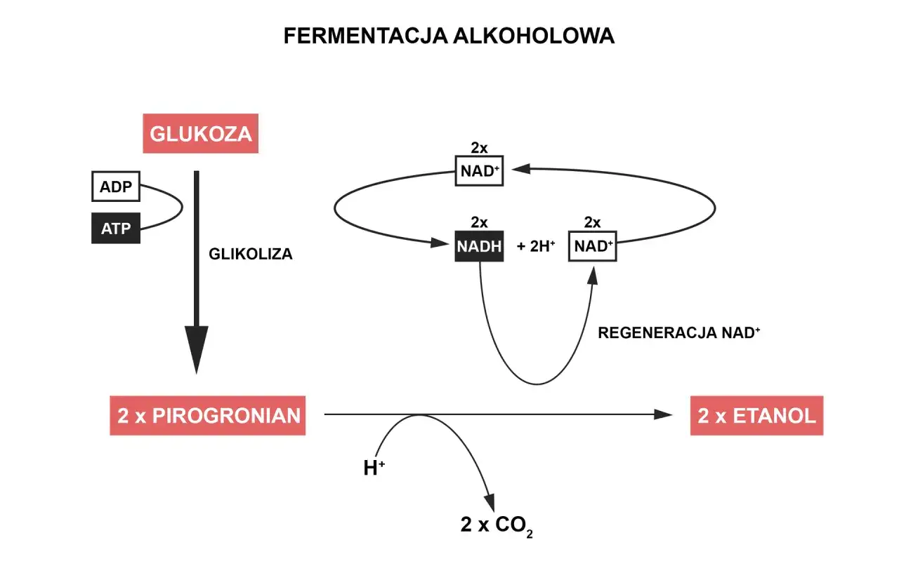 Schemat pokazuje, jak powstaje etanol z glukozy przez glikolizę i fermentację.