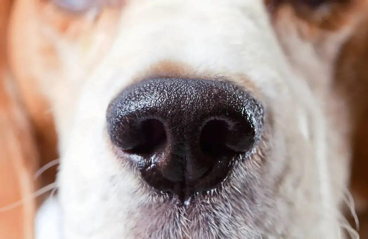 Close-up of a dog's wet nose. This moisture helps dogs smell better, trapping scent particles.
