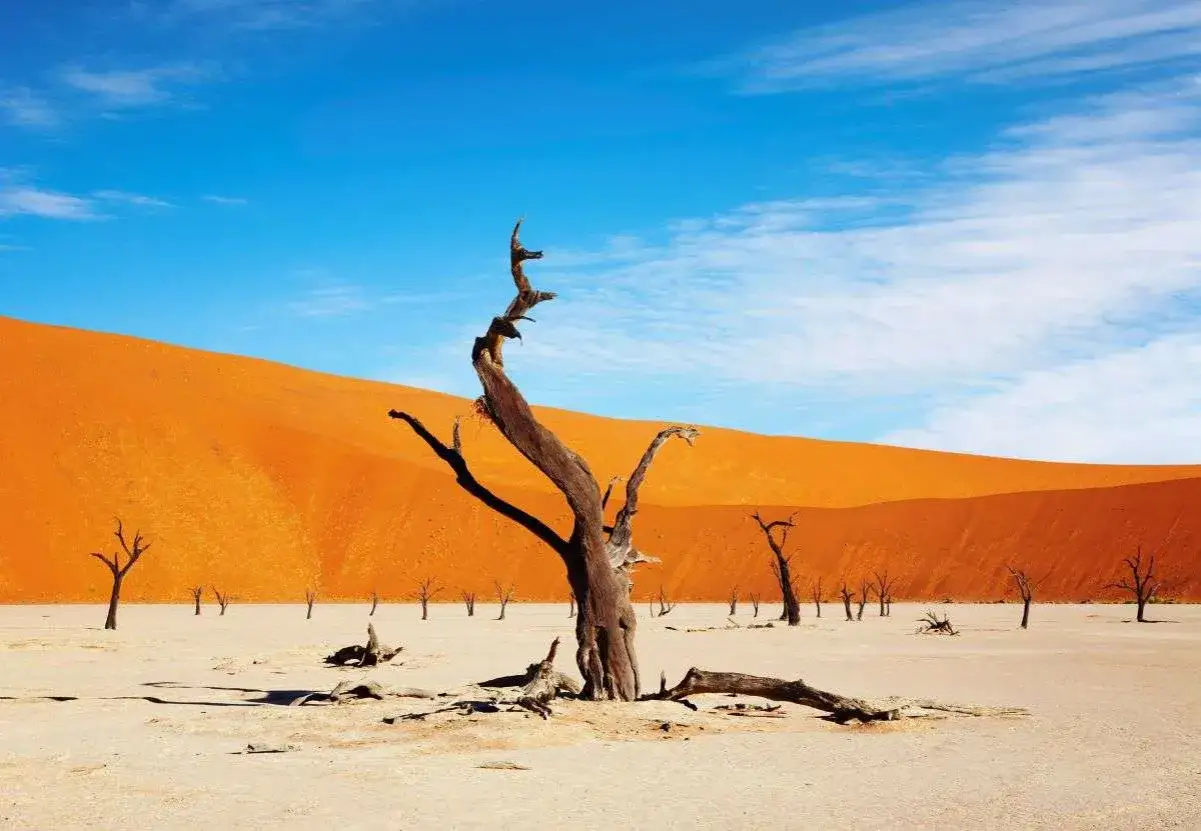 Afryka, Namibia. Pustynny krajobraz z wyschniętymi drzewami na tle pomarańczowych wydm i błękitnego nieba.