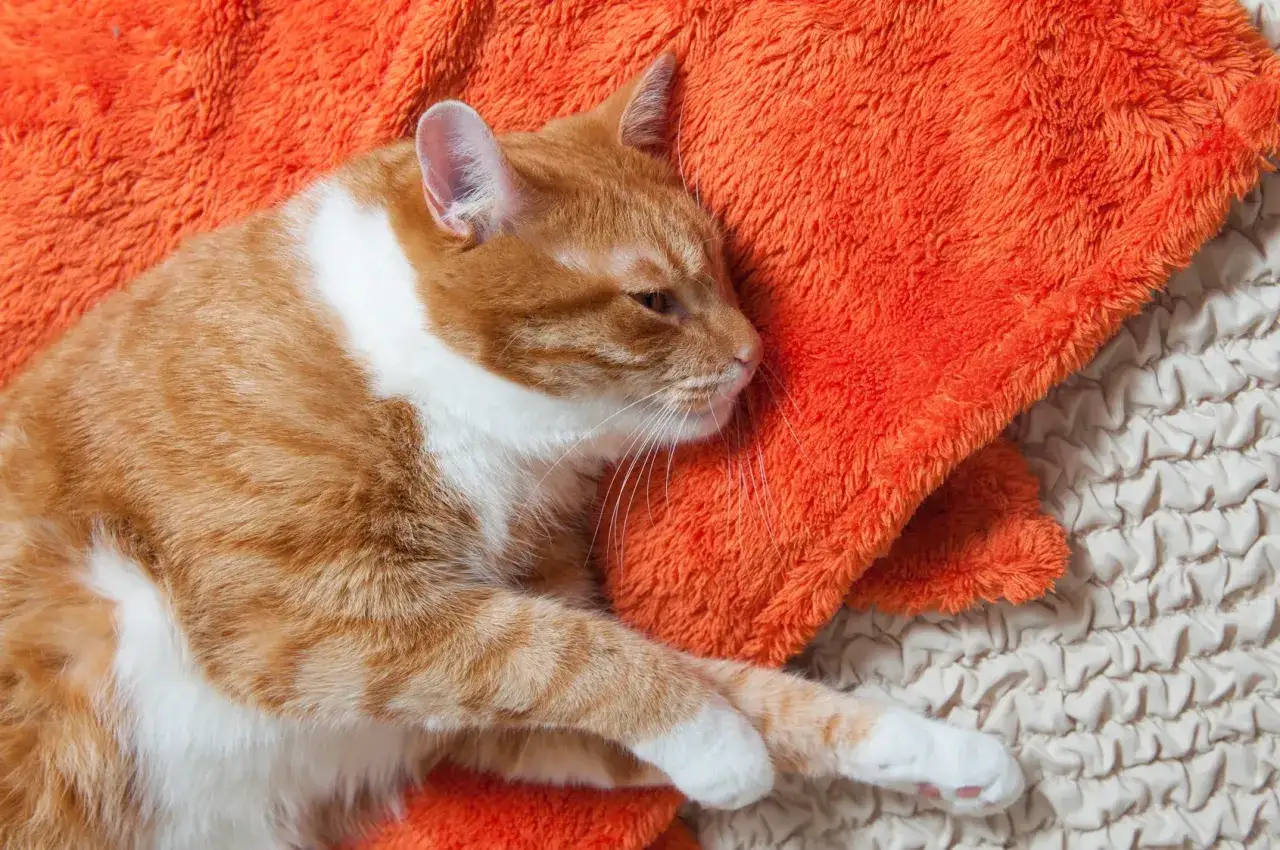 Gato atigrado naranja duerme plácidamente sobre una manta naranja. A veces, los gatos se tiran pedos, pero este parece tranquilo.